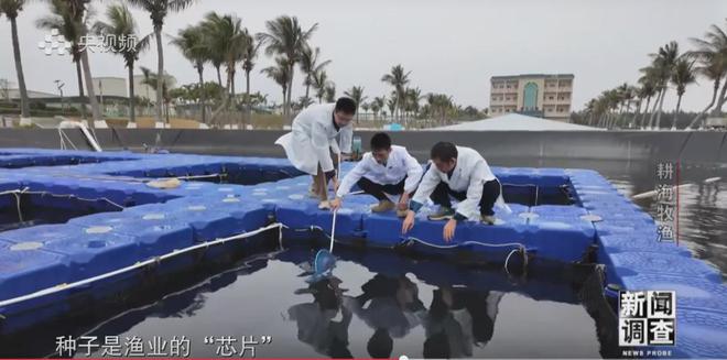 央視《新聞調查》重磅聚焦，湛江水產養殖“游”向深遠海