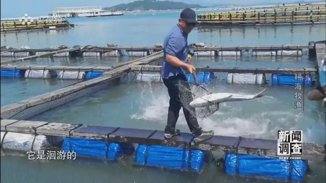 央視《新聞調查》重磅聚焦，湛江水產養殖“游”向深遠海